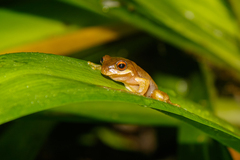 Litoria