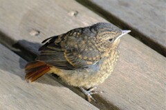 Cossypha caffra caffra