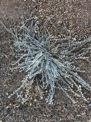 Acmispon argophyllus