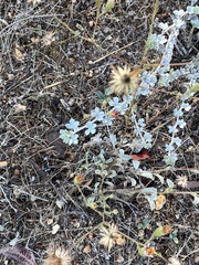 Acmispon argophyllus