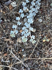 Acmispon argophyllus
