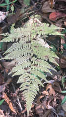 Athyrium asplenioides