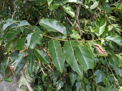 Itea parviflora