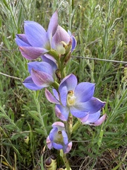 Thelymitra grandiflora