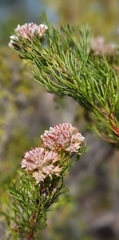 Serruria ascendens