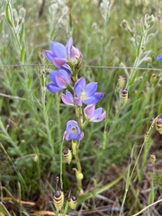 Thelymitra grandiflora