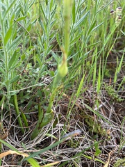 Thelymitra grandiflora