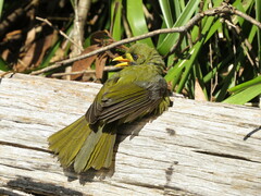 Manorina melanophrys