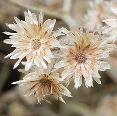 Pseudognaphalium canescens