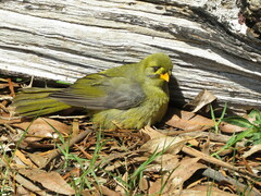 Manorina melanophrys