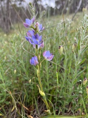 Thelymitra grandiflora