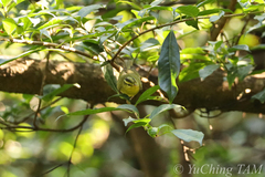 Phylloscopus ricketti