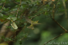 Phylloscopus ricketti