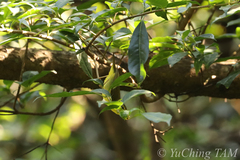 Phylloscopus ricketti