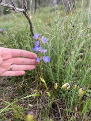 Thelymitra grandiflora