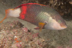 Notolabrus gymnogenis