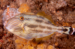 Meuschenia freycineti