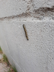 Uresiphita