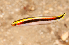 Trachinops taeniatus