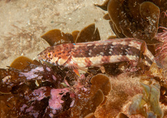 Eupetrichthys angustipes