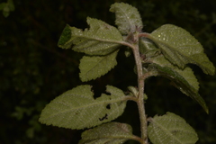 Acalypha nemorum