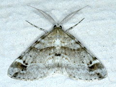 Syneora hemeropa