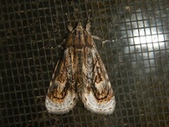 Zalissa catocalina