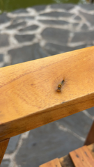 Dasychira chekiangensis