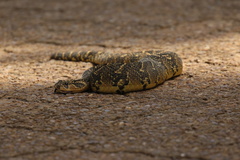 Bitis arietans arietans