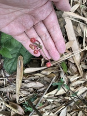 Ardisia primulifolia