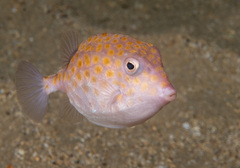 Anoplocapros inermis