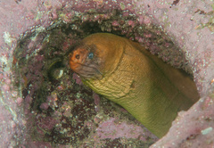 Gymnothorax prasinus