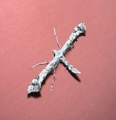 Amblyptilia pica
