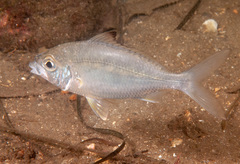 Gerres subfasciatus