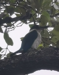 Todiramphus sordidus