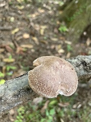 Lentinula edodes
