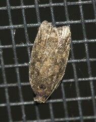 Capua dura