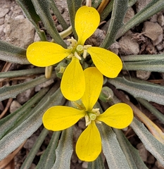 Erysimum capitatum