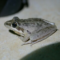 Litoria latopalmata