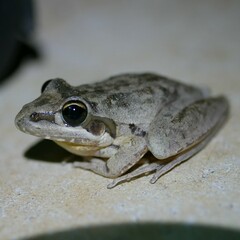 Litoria latopalmata