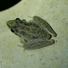 Litoria latopalmata