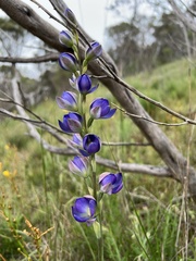 Thelymitra grandiflora