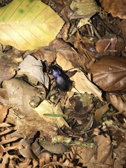 Carabus problematicus