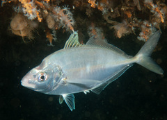 Pseudocaranx georgianus