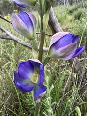 Thelymitra grandiflora