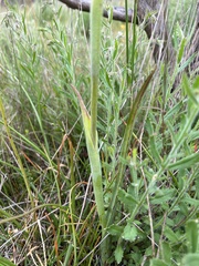 Thelymitra grandiflora