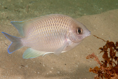 Mecaenichthys immaculatus