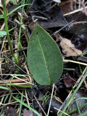Cryptostylis leptochila