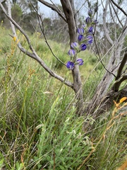 Thelymitra grandiflora