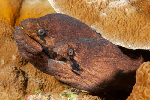 Masked Moray